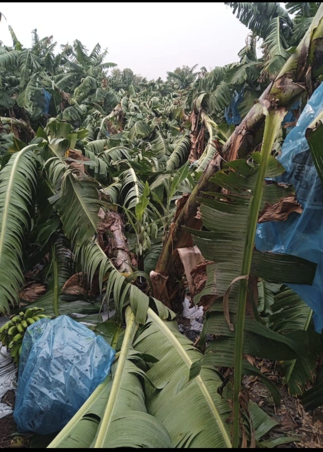 अवकाळीचा फटका: राज्यातील शेतकरी अडचणीत