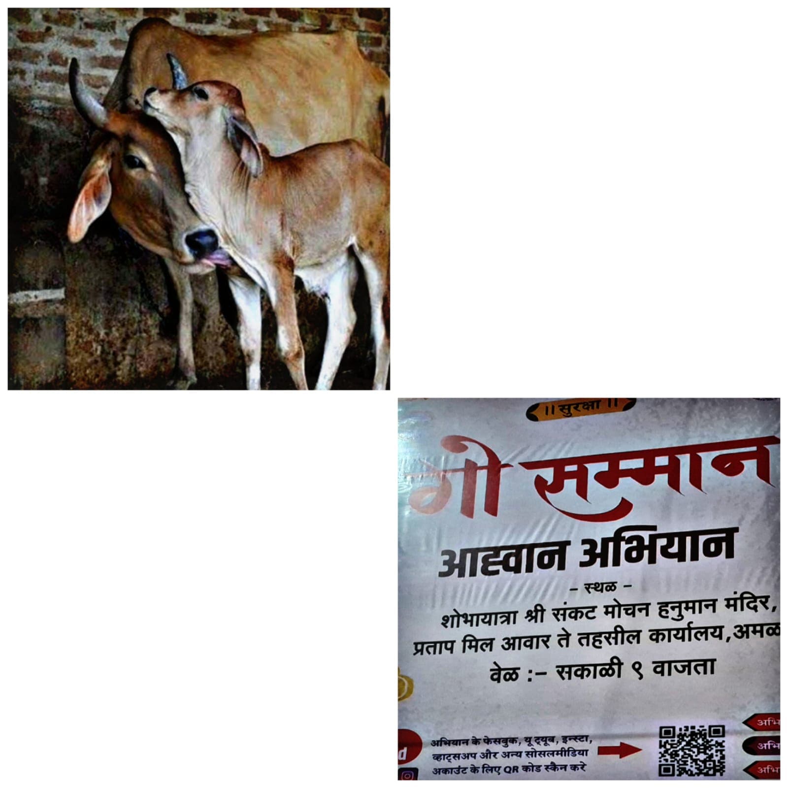 अमळनेर दुमदुमणार! गोवंश हत्याबंदी आणि स्वतंत्र गौ मंत्रालयासाठी भव्य गौसन्मान रॅलीचे आयोजन